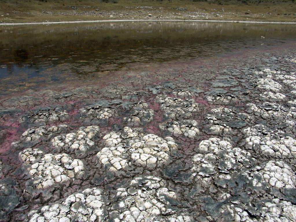 100227_Alchichica 096.jpg - Odumírající rostliny v různých stádiích rozkladu pokryté vrstvou soli. I v této laguně je voda slaná.